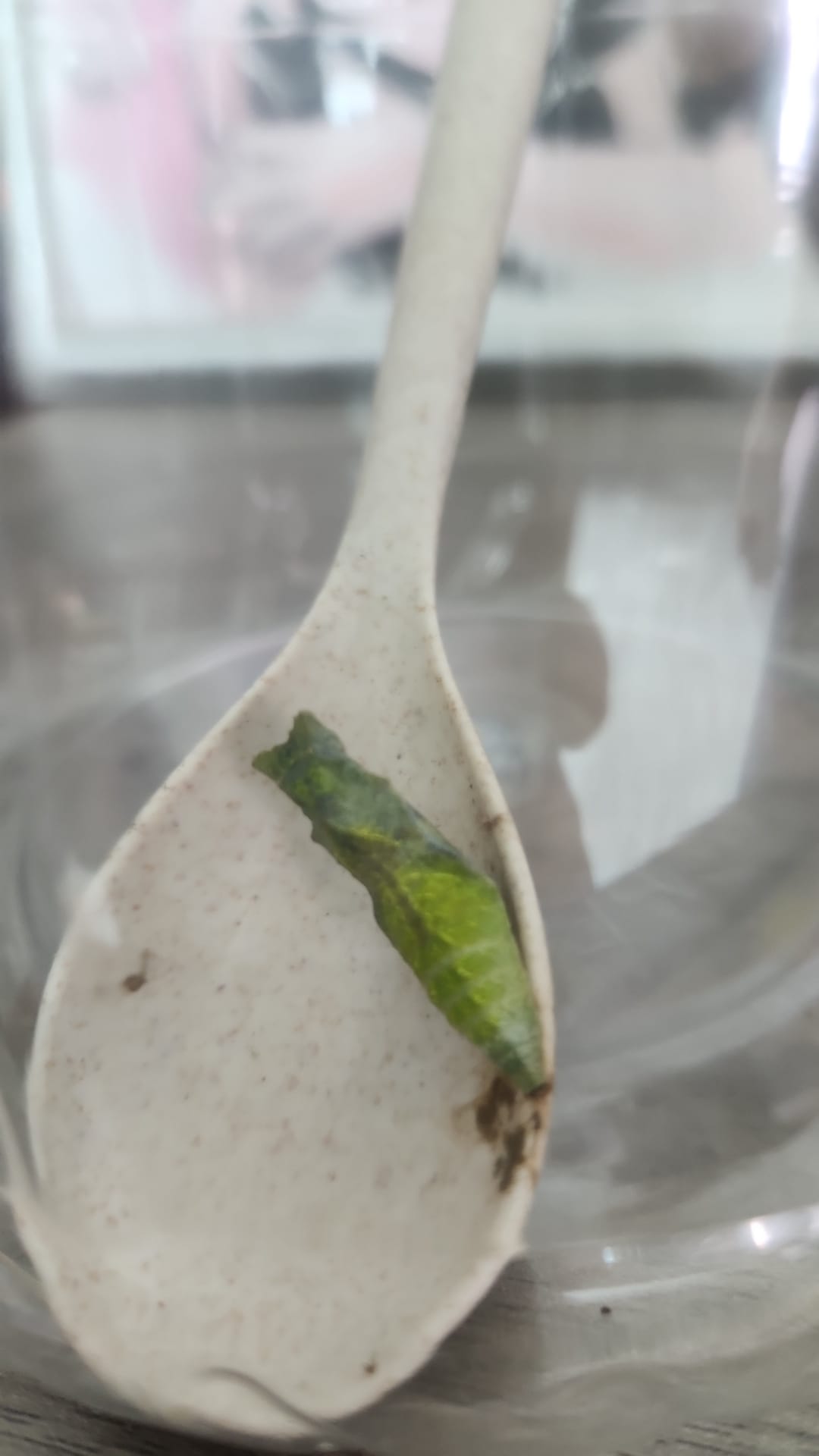 lime butterfly pupated on spoon