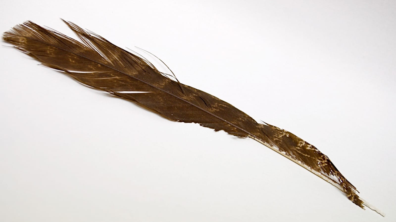 Jurong Bird Park feather